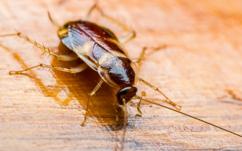 Cockroach, Roach, Wooden Table