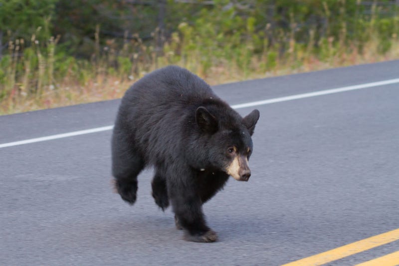 black bear