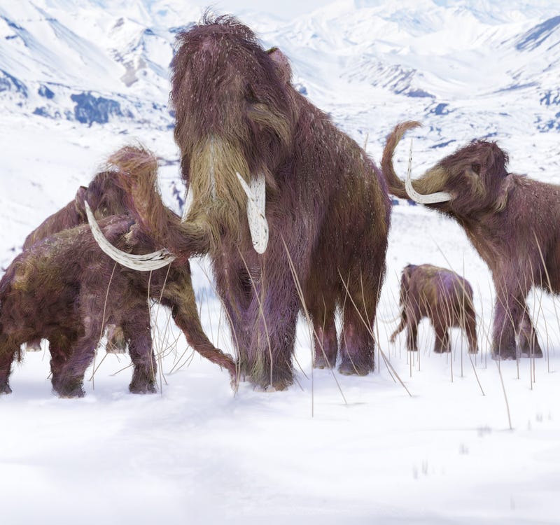 Woolly mammoths.