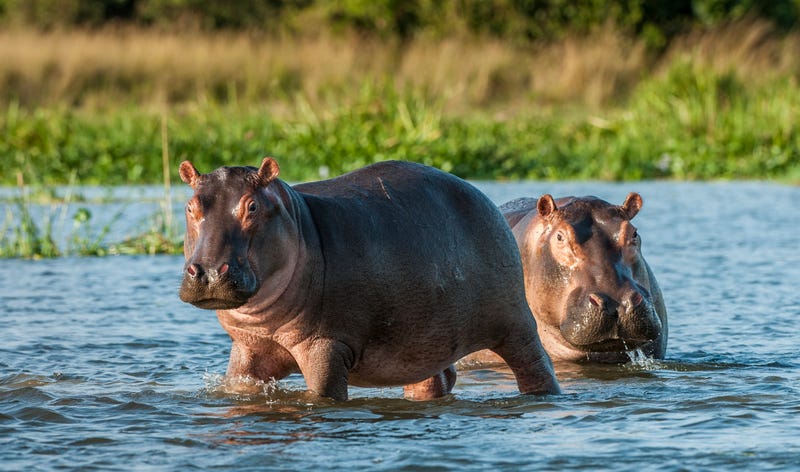 Two common hippopotamus in the water