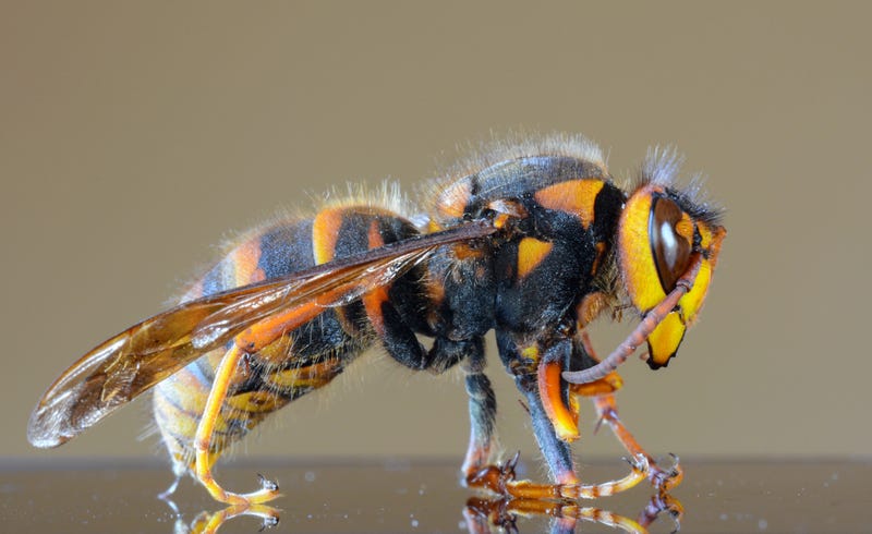 Murder hornet