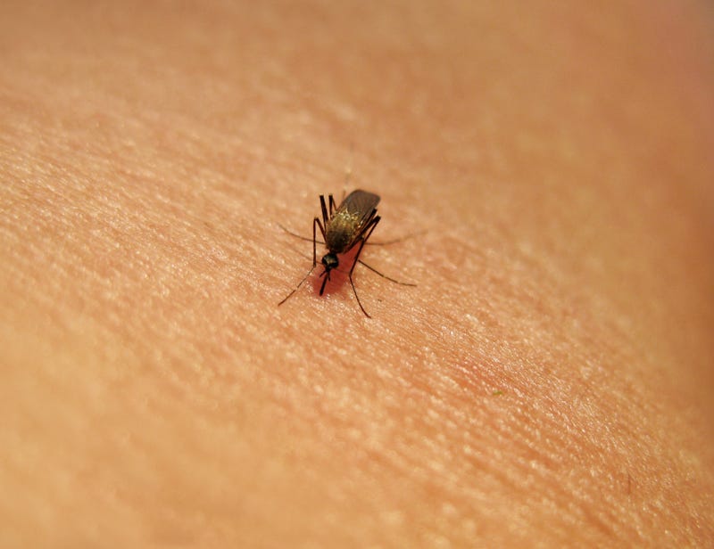 mosquito