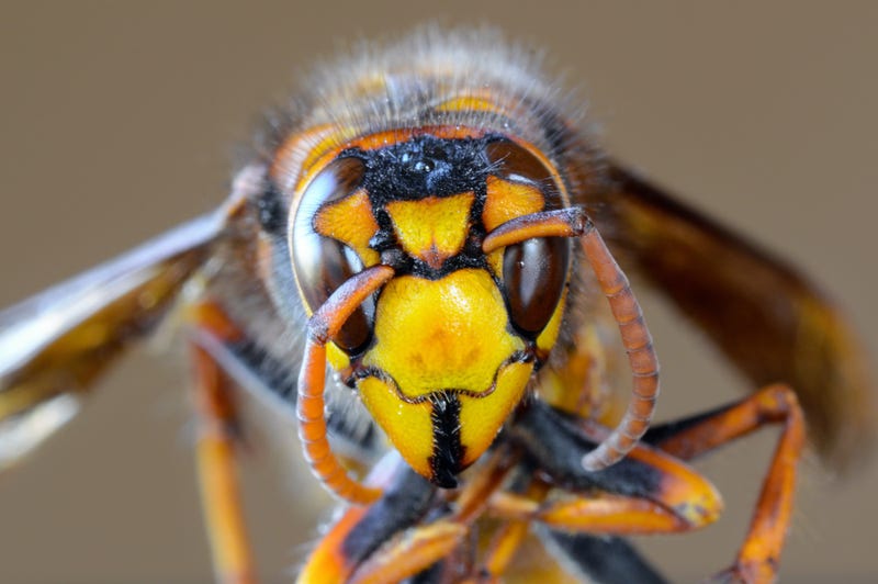 Murder Hornet