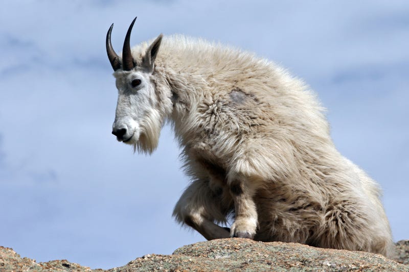 Mountain Goat