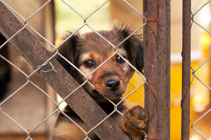 Sad looking dog