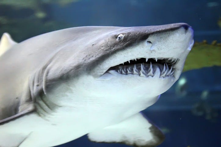shark