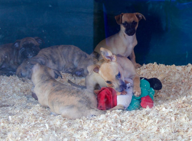 Dogs in window