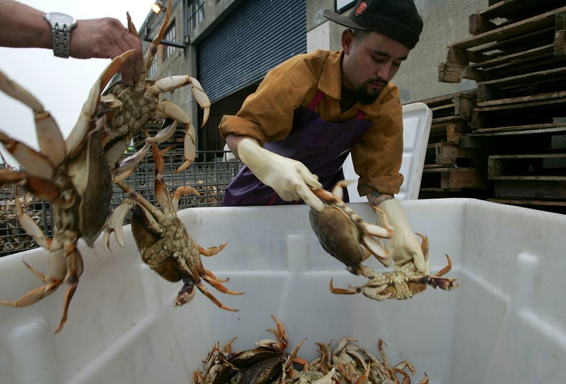 Martin Gonzalez separates freshly caught Dungeness Crabs on Fisherman's Wharf November 28, 2005 in San Francisco, California.