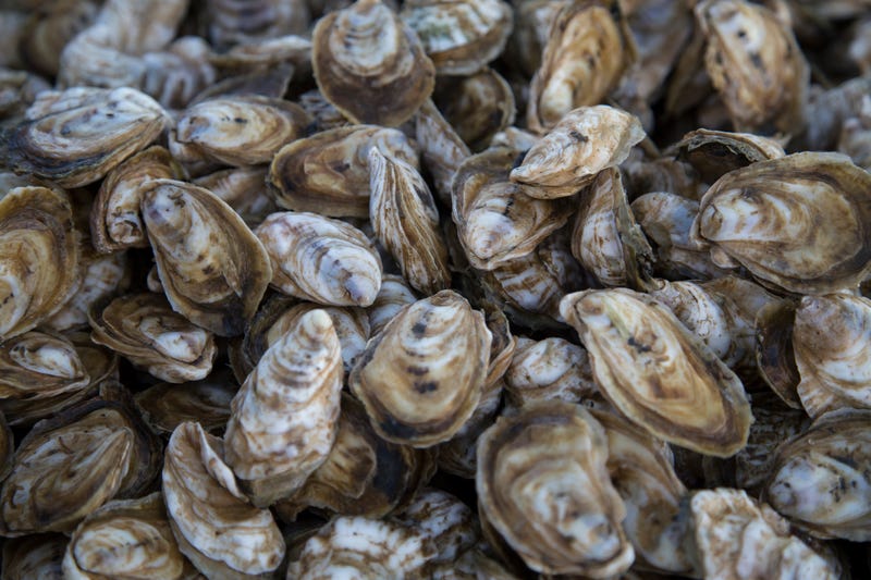 Oysters