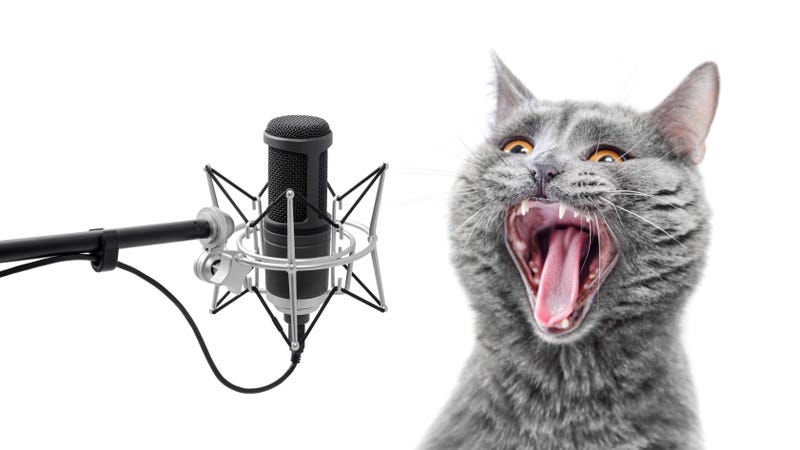 Rockin Feline