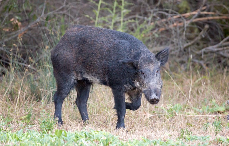 Feral hog walking in grass