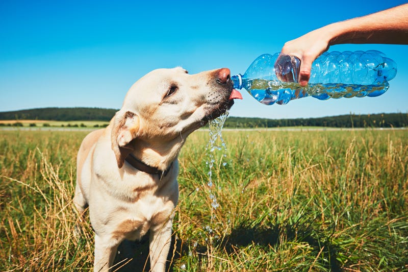 Hot day with dog