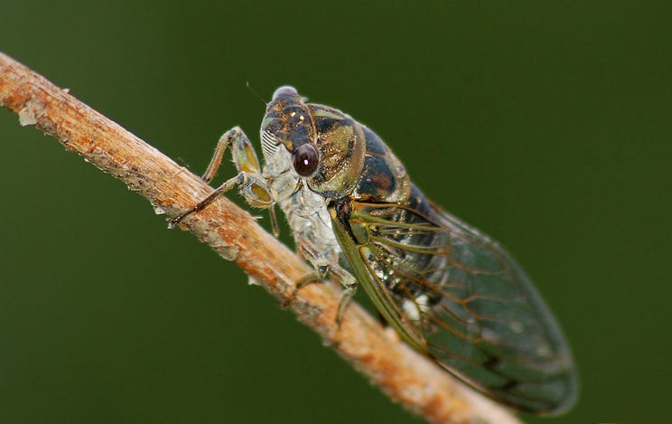 dog-day cicada