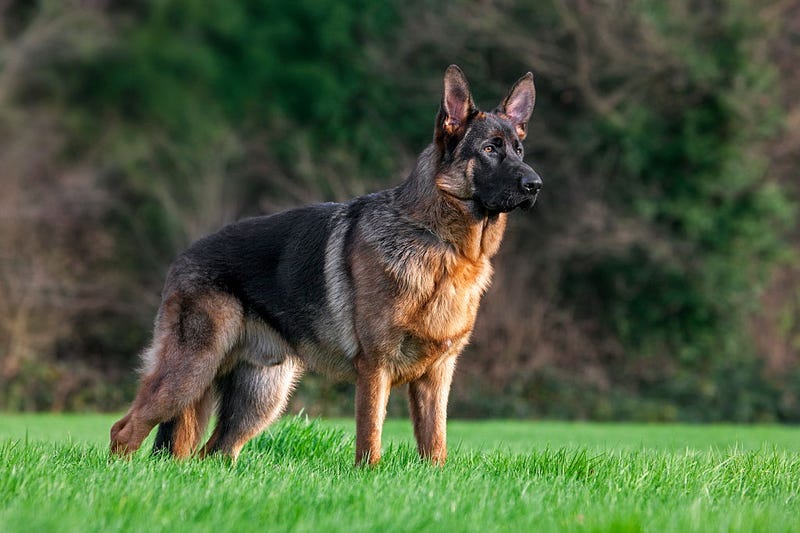 dog