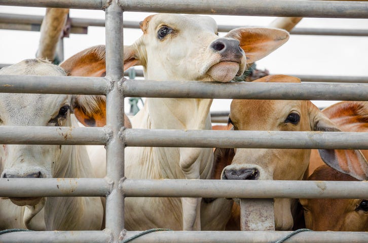 truck hauling cows overturns on I-94 ramp