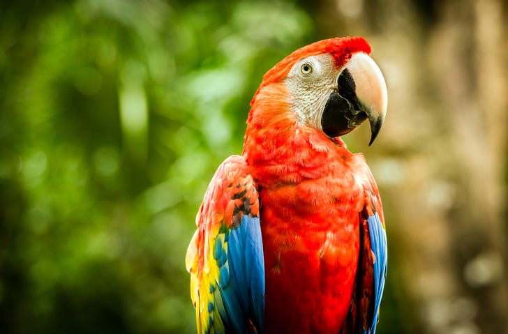 Parrots
