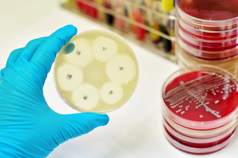Scientist performing antimicrobial test stock photo.