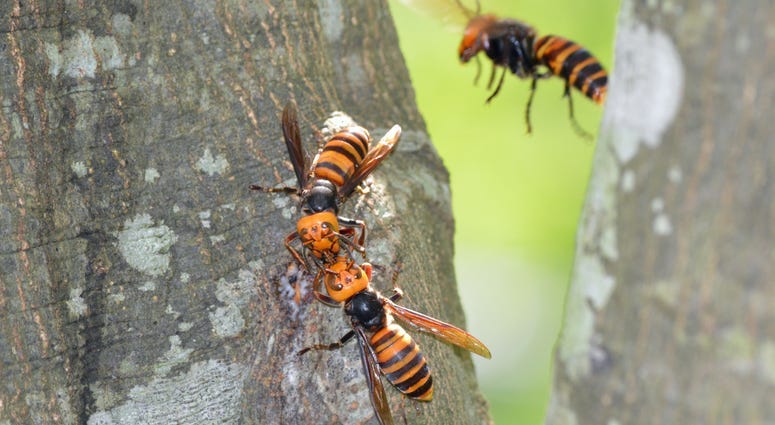 Murder Hornets