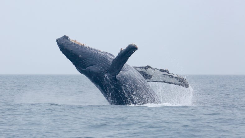 whale