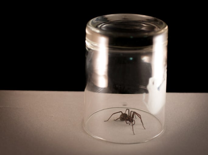 Spider caught under a glass