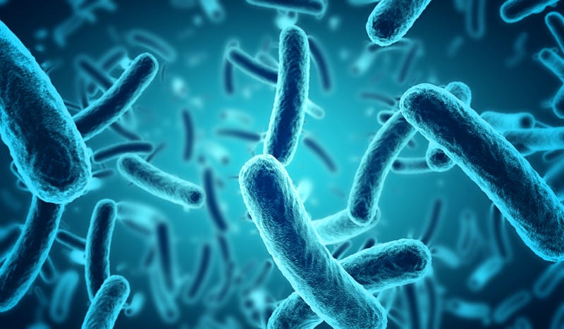 Salmonella