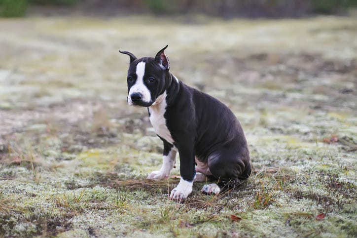 pit bull