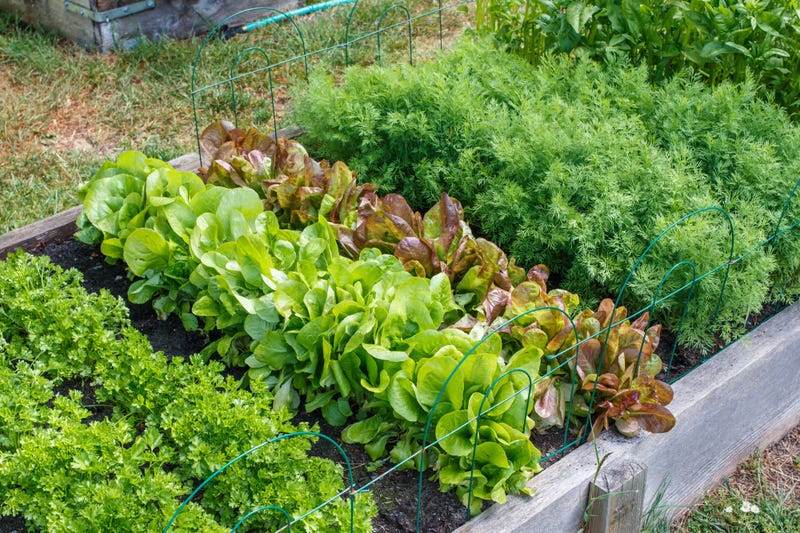 New Pilot Gardening Program To Provide Fresh Produce To South Side Communities