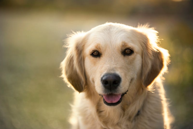 Golden Retriever smiles while in the grass