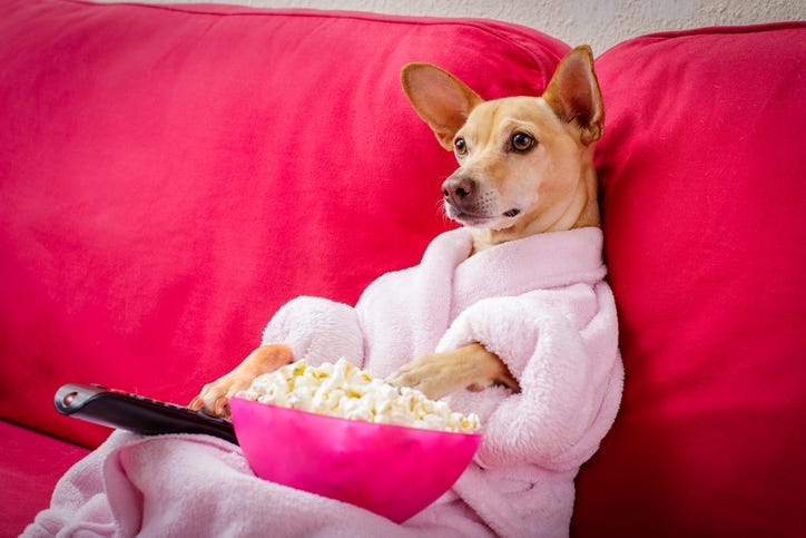Dog watching TV