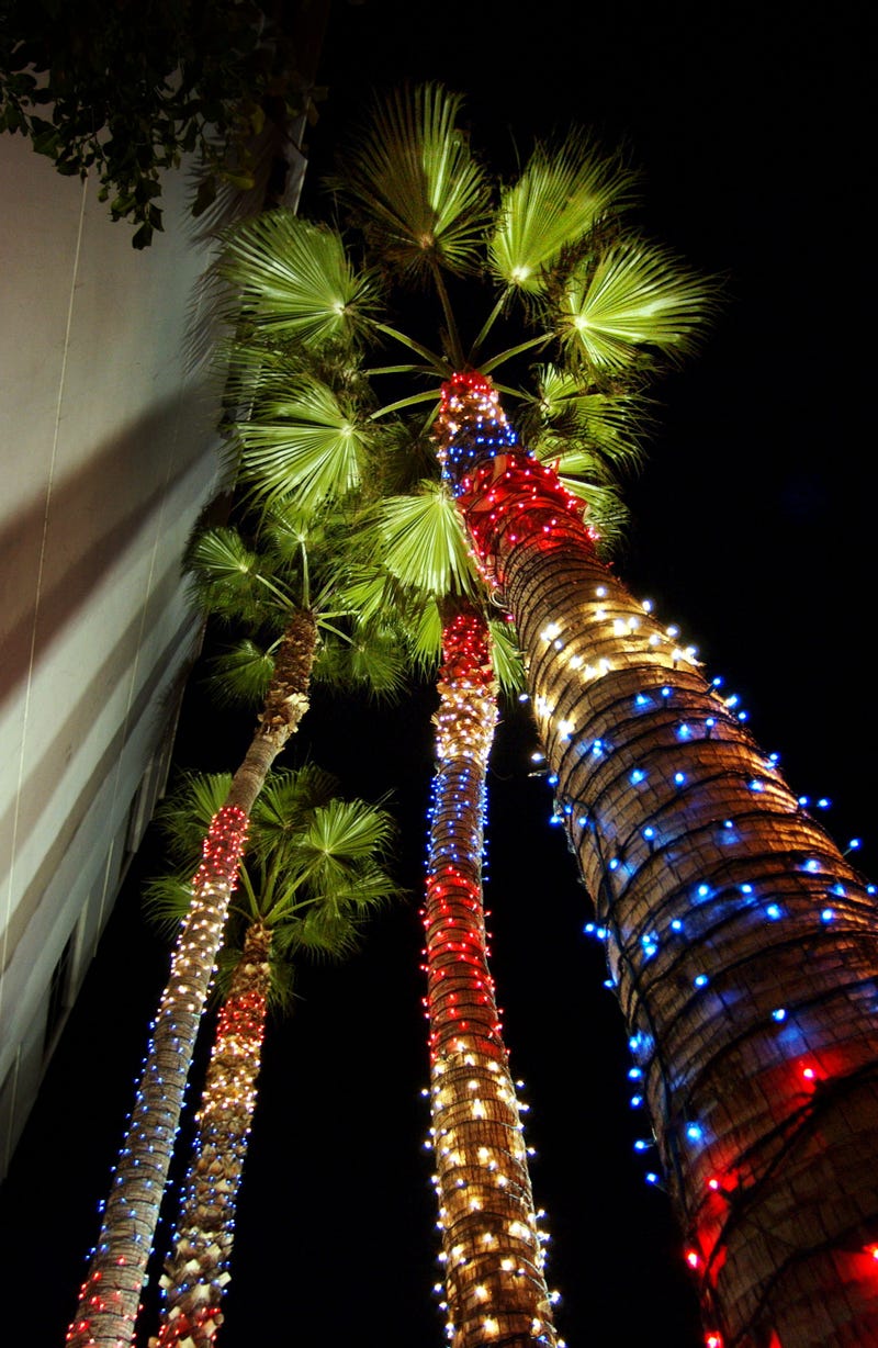 christmas decorated palm trees in california