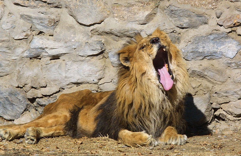 Nine great cats at the Smithsonian National Zoo have tested presumptive positive for COVID-19.