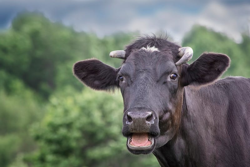 Smiling Cow