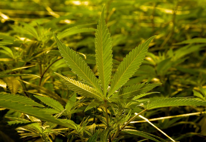 Marijuana