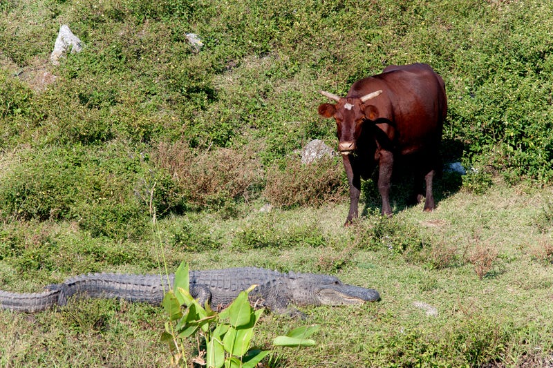 Cow with American Alligator