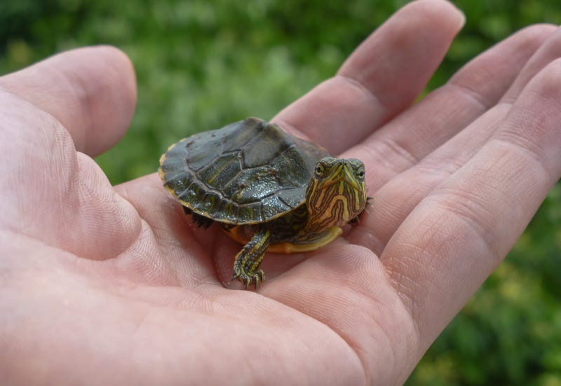 A baby turtle sits in the palm of someone's hand.