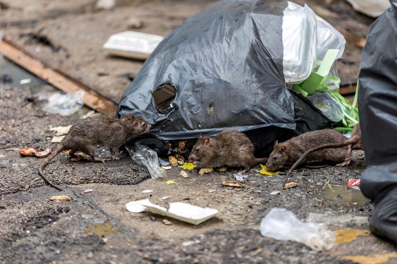 rats