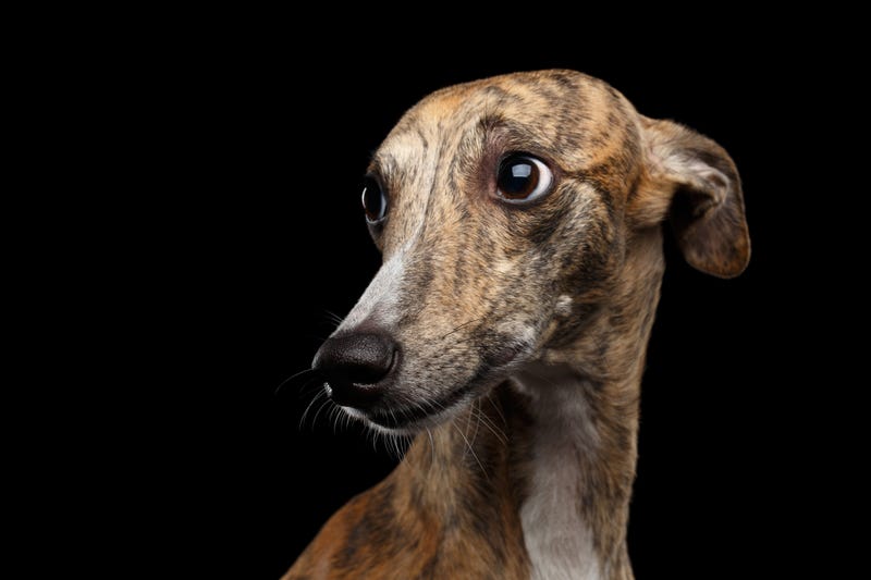 Greyhound stock photo.