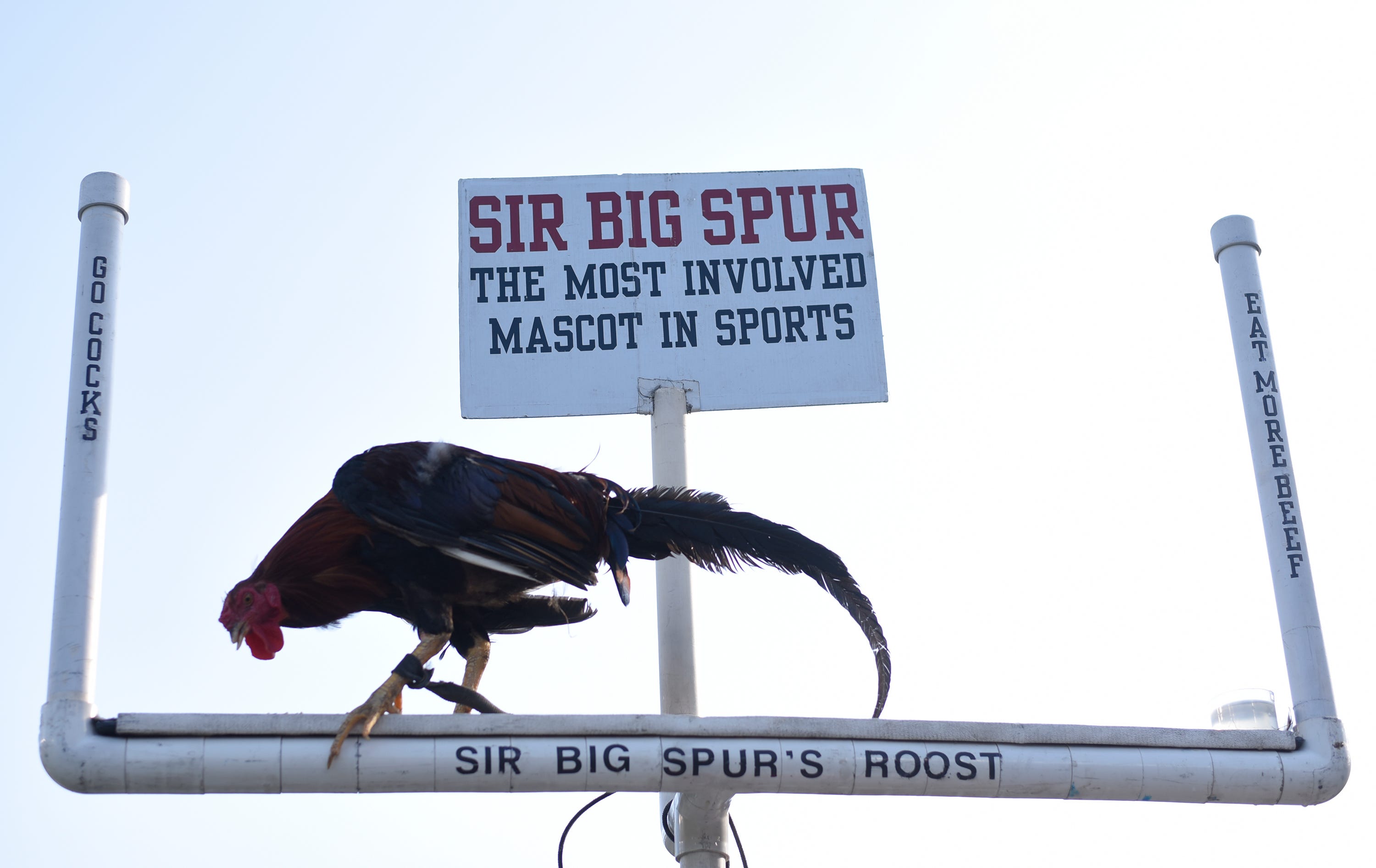 Big Spur 247 - v7f613w