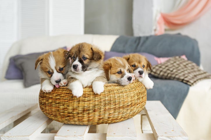 puppies