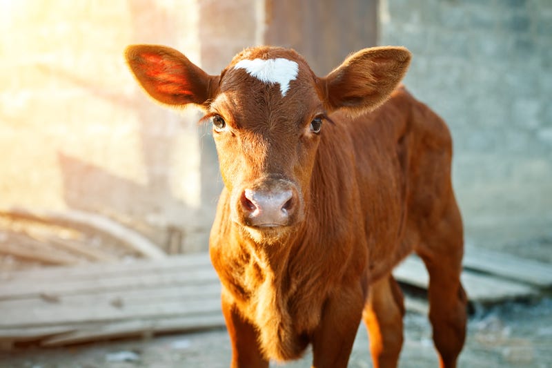 baby cow