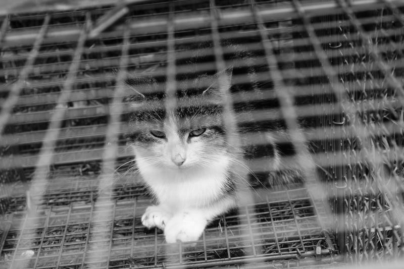 Florida police 'detain' cat after being mistaken for burglar.