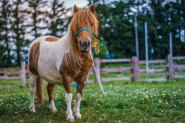 Mini horse in a pen