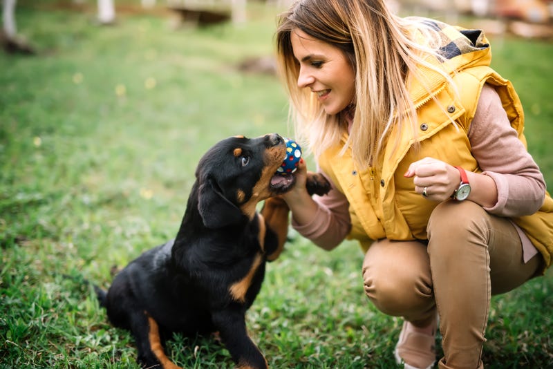 Young woman training and playing with puppy on grass, in park