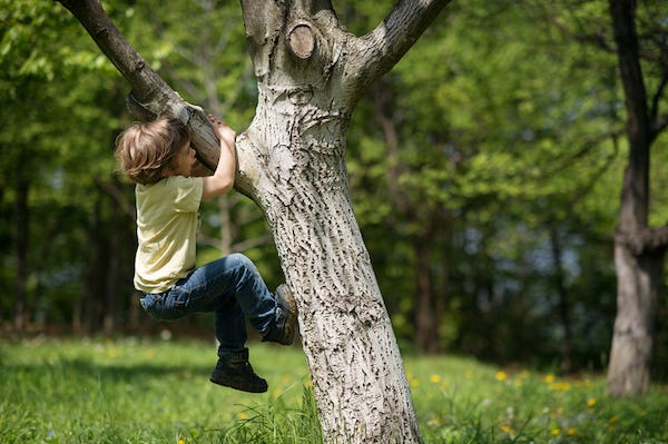 Young boy climbing a tree