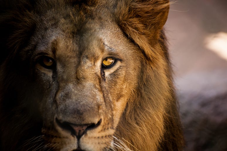 Lion Staring At Camera