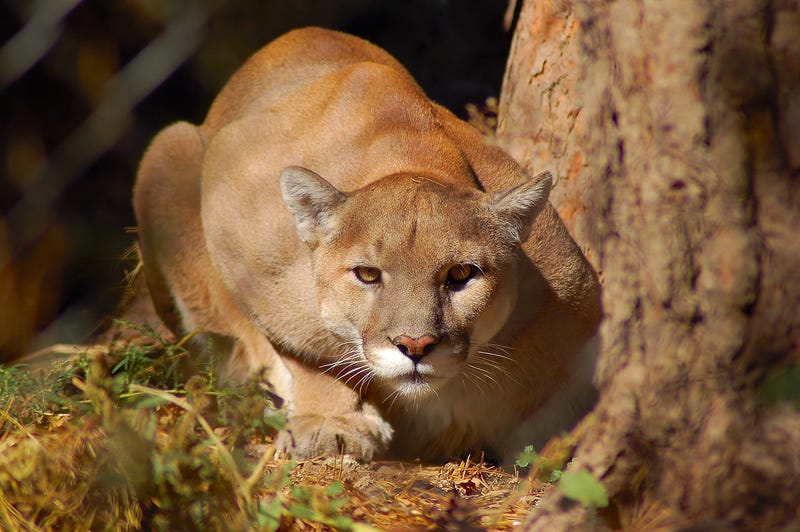 mountain lion