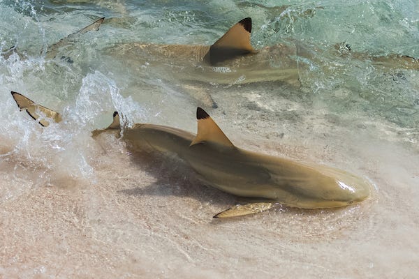 Blacktip reef sharks swimming on the shore