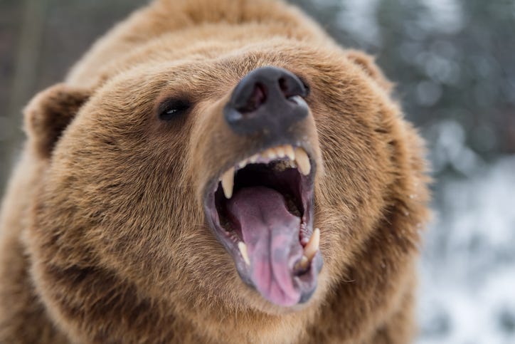 Brown bear biting.