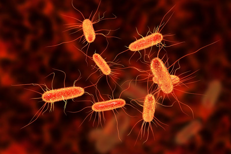 E. coli rendering.