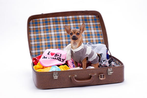 Chihuahua standing in a suitcase